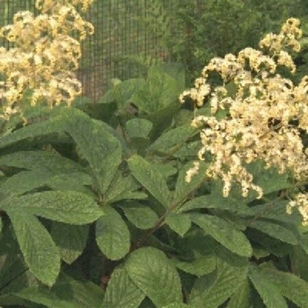 Rodgersia aesculifolia P9 - afbeelding 5