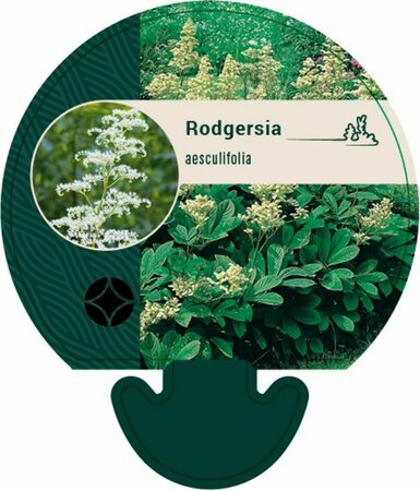 Rodgersia aesculifolia P9 - afbeelding 6