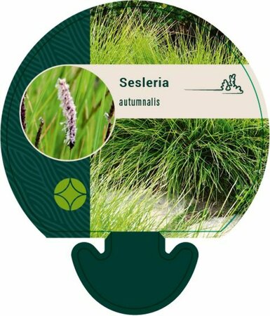 Sesleria autumnalis P9 - afbeelding 2