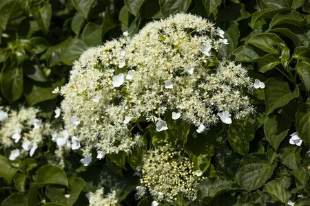 Hydrangea anomala petiolaris 150/175 C. - afbeelding 2