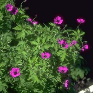 Geranium psilostemon P9 - afbeelding 1