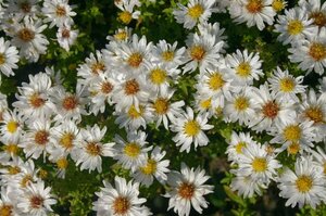 Aster dumosus 'Schneekissen' P9 - afbeelding 2