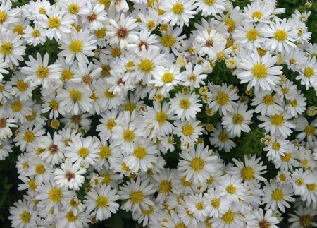 Aster dumosus 'Schneekissen' P9 - afbeelding 3