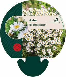 Aster dumosus 'Schneekissen' P9 - afbeelding 1