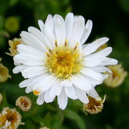 Aster dumosus 'Schneekissen' P9 - afbeelding 5