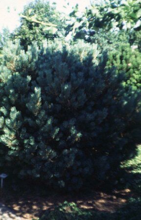 Pinus sylvestris 'Watereri' 40/50 C. - afbeelding 1