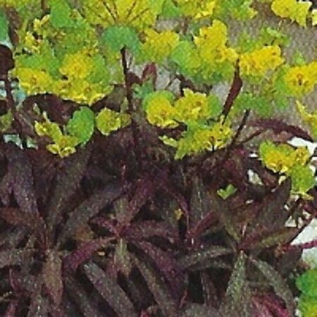 Euphorbia amygdaloides 'Purpurea' C2 - afbeelding 1