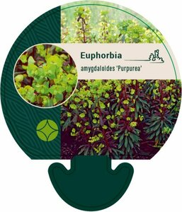 Euphorbia amygdaloides 'Purpurea' C2 - afbeelding 5