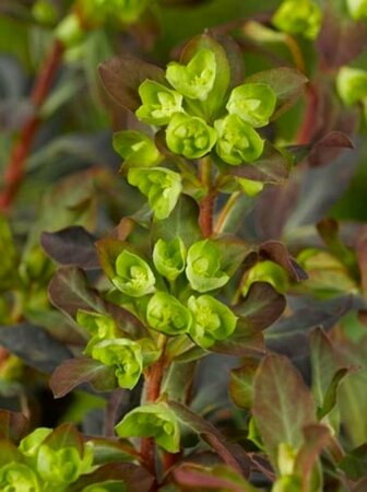 Euphorbia amygdaloides 'Purpurea' C2 - afbeelding 3