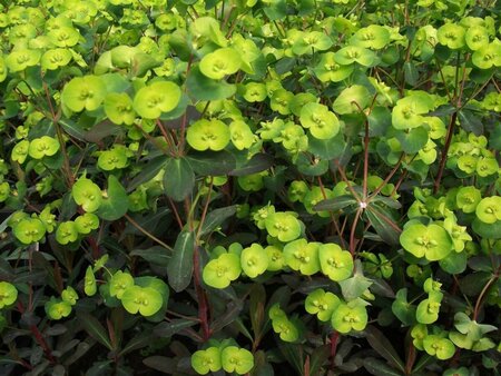 Euphorbia amygdaloides 'Purpurea' C2 - afbeelding 4