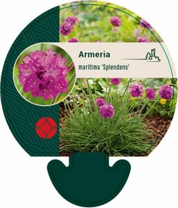 Armeria maritima 'Splendens' P9