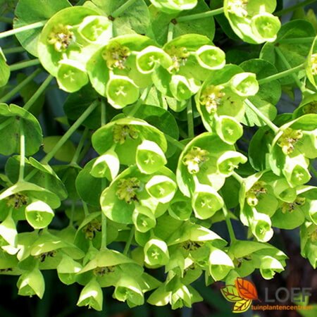 Euphorbia characias wulfenii P9 - afbeelding 1