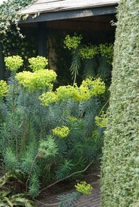 Euphorbia characias wulfenii P9 - afbeelding 3