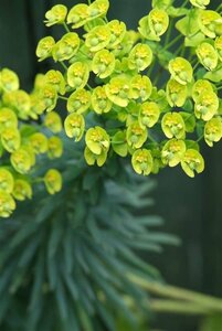 Euphorbia characias wulfenii P9 - afbeelding 4