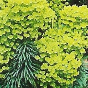 Euphorbia characias wulfenii P9 - afbeelding 5