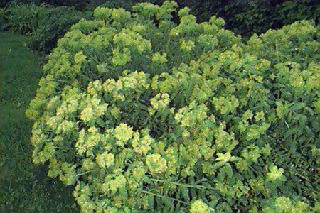 Euphorbia characias wulfenii P9 - afbeelding 2