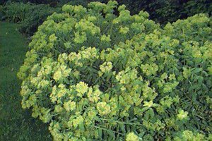 Euphorbia characias wulfenii C2 - afbeelding 2