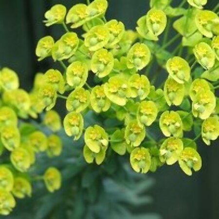 Euphorbia characias wulfenii P9 - afbeelding 6