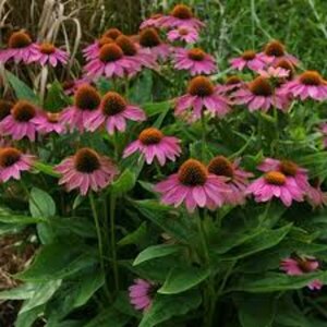 Echinacea purpurea 'Powwow Wild Berry' P9 - afbeelding 5