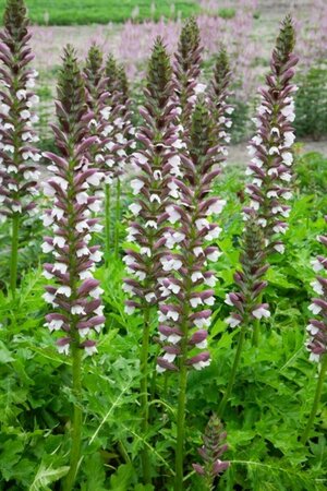 Acanthus hungaricus 'White Lips' P9