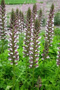 Acanthus hungaricus 'White Lips' P9