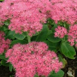 Sedum spectabile 'Carmen' P9 - afbeelding 2