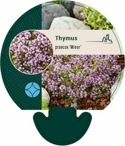 Thymus praecox 'Minor' P9 - afbeelding 3