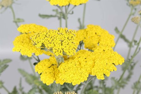 Achillea 'Moonshine' P9 - afbeelding 3