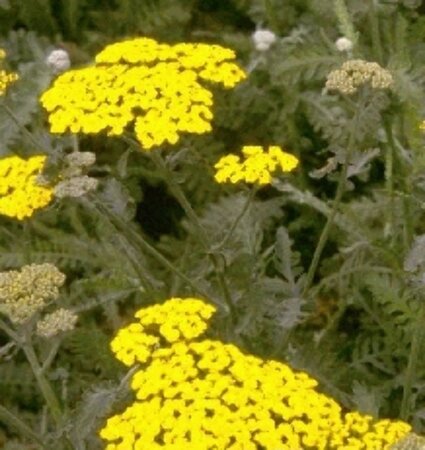 Achillea 'Moonshine' P9 - afbeelding 4