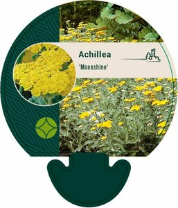 Achillea 'Moonshine' P9 - afbeelding 5