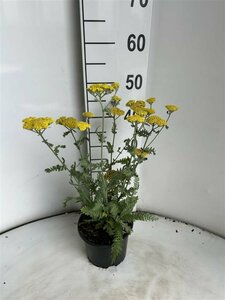 Achillea 'Moonshine' P9 - afbeelding 6