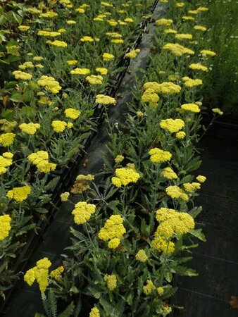 Achillea 'Moonshine' P9 - afbeelding 1