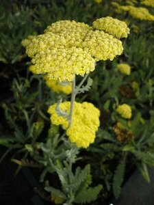 Achillea 'Moonshine' P9 - afbeelding 2