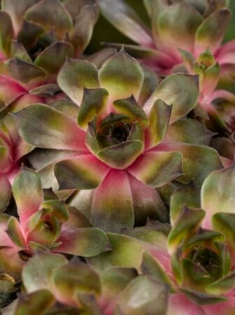 Sempervivum 'Feldmaier' P9 - afbeelding 1