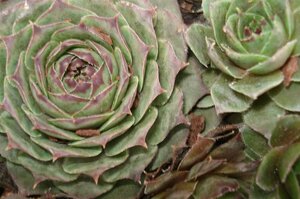 Sempervivum 'Feldmaier' P9 - afbeelding 2