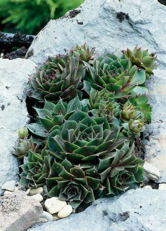 Sempervivum 'Feldmaier' P9 - afbeelding 3