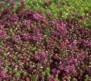 Sedum spurium 'Fuldaglut' P9 - afbeelding 1