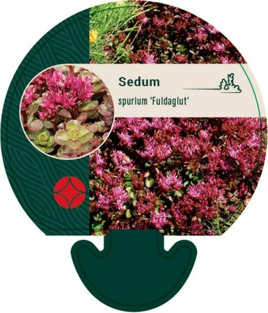 Sedum spurium 'Fuldaglut' P9 - afbeelding 5