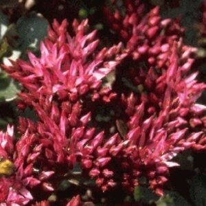 Sedum spurium 'Fuldaglut' P9 - afbeelding 3