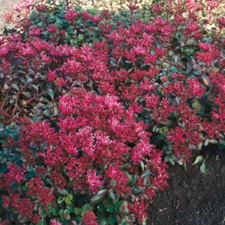 Sedum spurium 'Fuldaglut' P9 - afbeelding 4