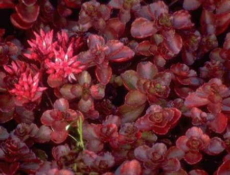 Sedum spurium 'Fuldaglut' P9 - afbeelding 2