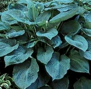 Hosta 'Blue Angel' P9 - afbeelding 2