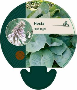 Hosta 'Blue Angel' P9 - afbeelding 1