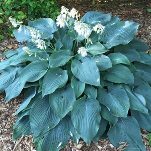 Hosta 'Blue Angel' P9 - afbeelding 3