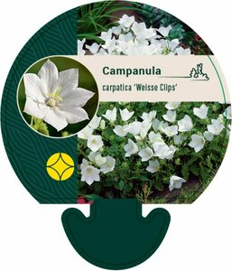 Campanula carpatica 'Weisse Clips' P9 - afbeelding 1