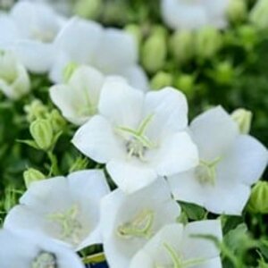 Campanula carpatica 'Weisse Clips' P9 - afbeelding 2