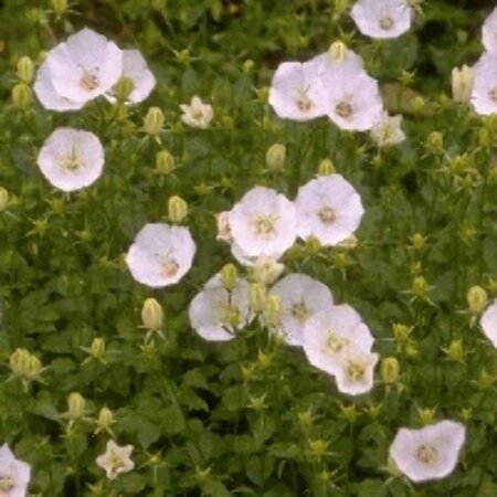 Campanula carpatica 'Weisse Clips' P9 - afbeelding 3