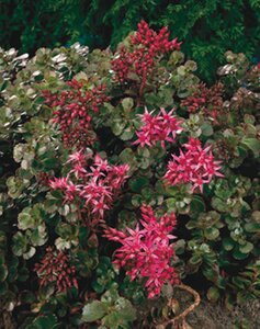 Sedum spurium 'Schorbuser Blut' P9 - afbeelding 2