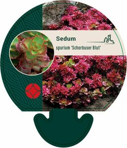 Sedum spurium 'Schorbuser Blut' P9 - afbeelding 5