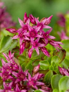 Sedum spurium 'Schorbuser Blut' P9 - afbeelding 3